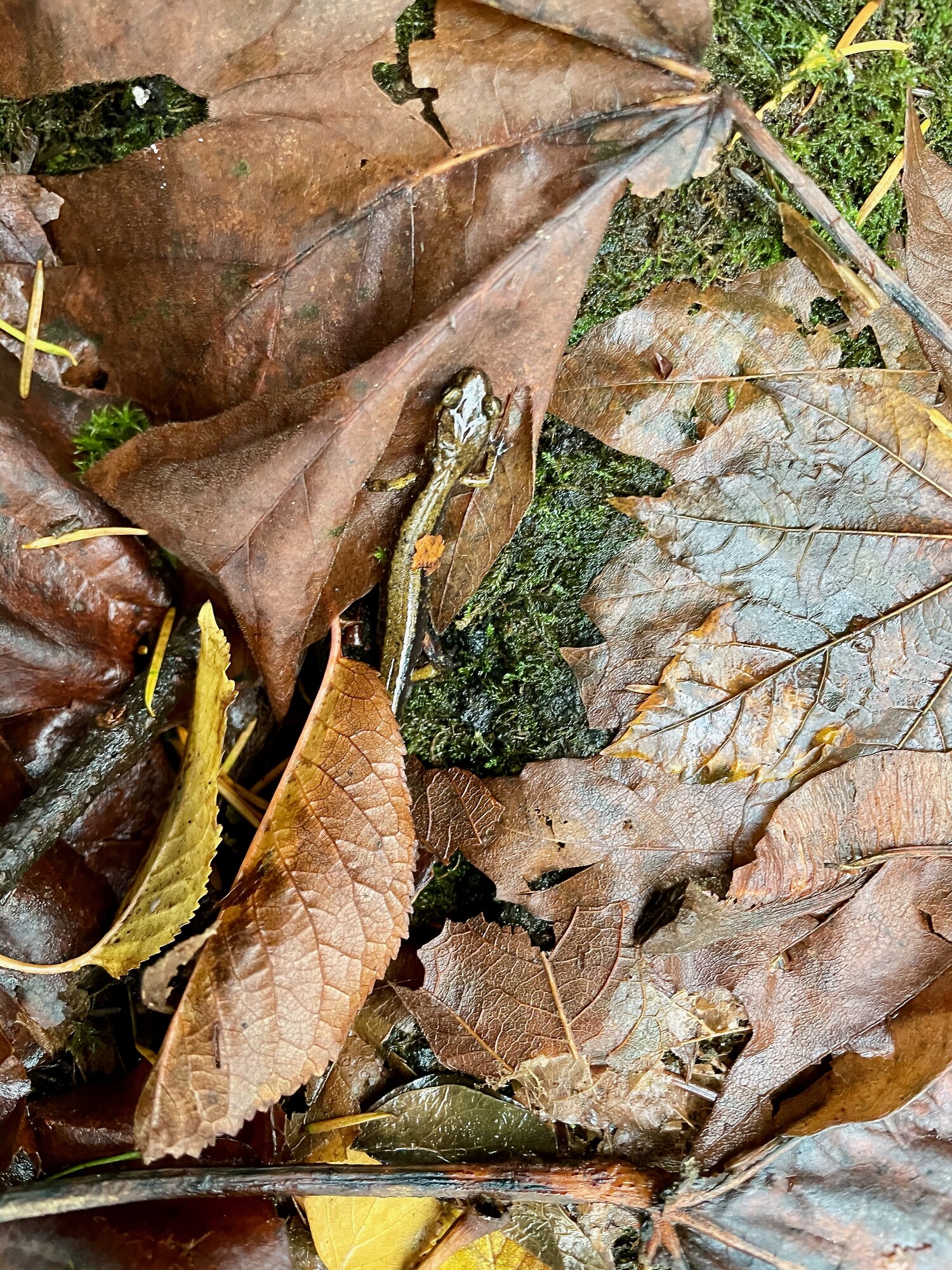 Salamander in its habitat