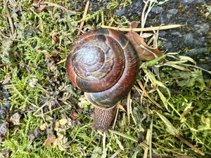 The Waterboard Park Forest