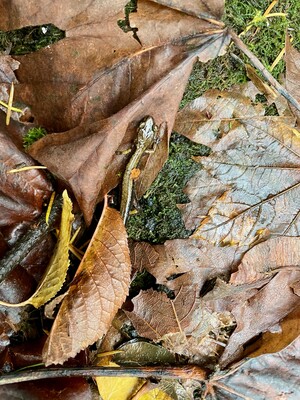 Salamander in its habitat